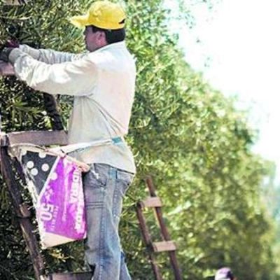 En la �ltima cosecha, se registraron en La Rioja a 5 mil peones rurales
