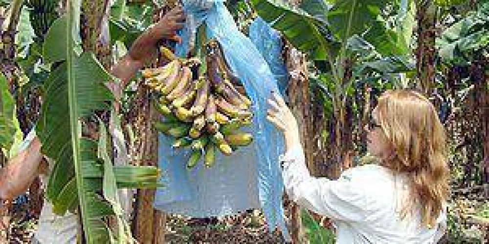 Diputada pidi terminar con la desproteccin de los bananeros