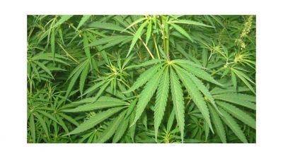 Allanan vivienda con plantaci�n de marihuana