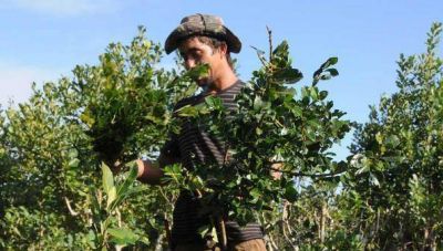 No dar�n subsidio interzafra a quienes tengan asignaci�n universal