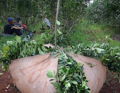 Se prorrog� hasta el 31 de octubre la sesi�n de precios de la yerba mate
