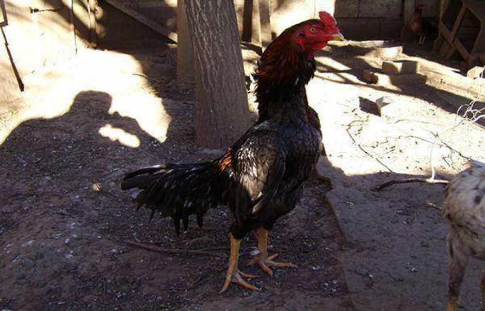 Huyen de la polic�a mientras se realizaba una ri�a de gallos