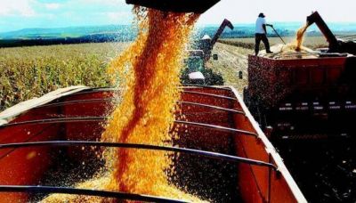 La Provincia confirma una cosecha r�cord: 29 millones de toneladas