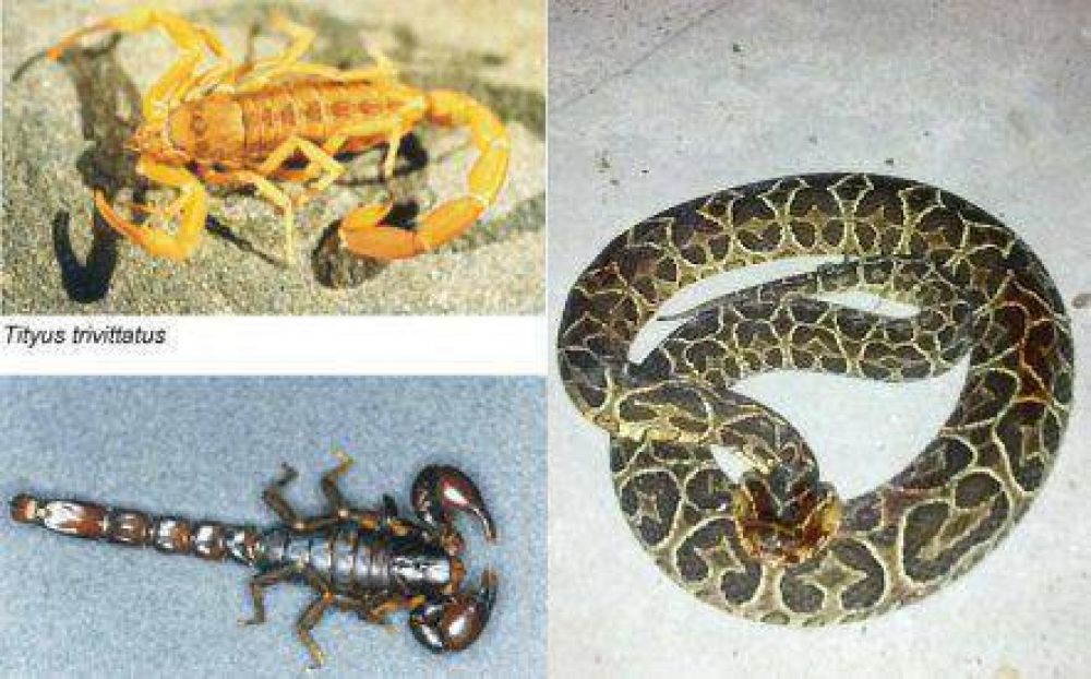 Advertencias sobre la presencia de alacranes y yarar�s en zona urbana