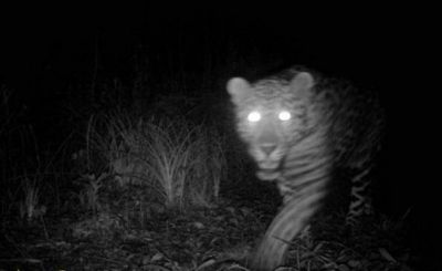 Vuelven a fotografia​r un Yaguaret� cerca de Salto Encantado