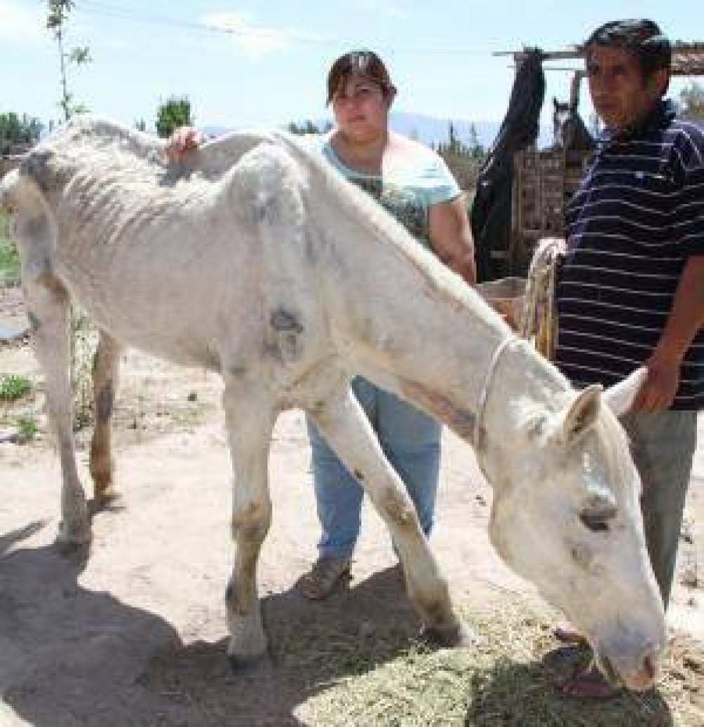 La familia que cuida a una yegua herida ya rescat� otros 3 caballos