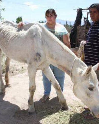 La familia que cuida a una yegua herida ya rescat� otros 3 caballos