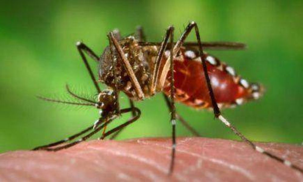 En Posadas el �ndice de Aedes aegypti es preocupante