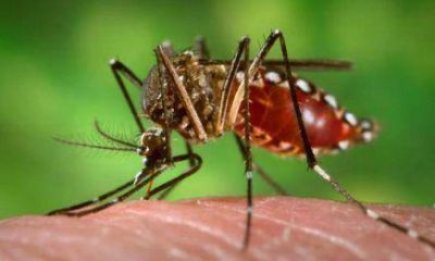 En Posadas el �ndice de Aedes aegypti es preocupante