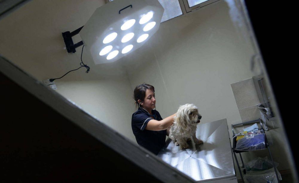 El centro de salud animal atendi� a 30 pacientes el primer d�a