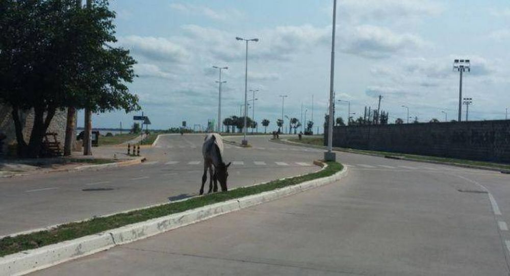 Preocupaci�n por caballos sueltos en la nueva avenida
