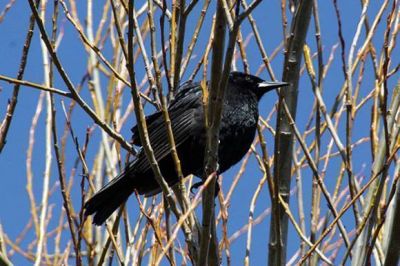 Se realiza el II Encuentro Provincial de Conservaci�n de las Aves y su Entorno