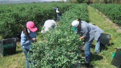 Concordia: detectan 120 trabajadores esclavos del ar�ndano