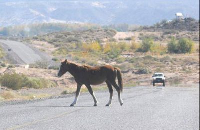 Choque tr�gico contra un caballo en Zapala