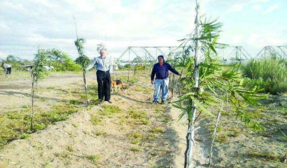 Entregar�n �rboles a 20 organizaciones dentro del Plan de Forestaci�n