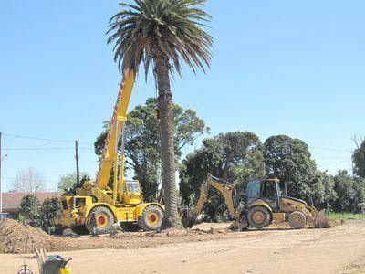 Trasplantaron una a�osa palmera en el predio del futuro Centro C�vico Municipal