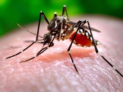 Previenen sobre la posibilidad de la chikungunya en Jujuy