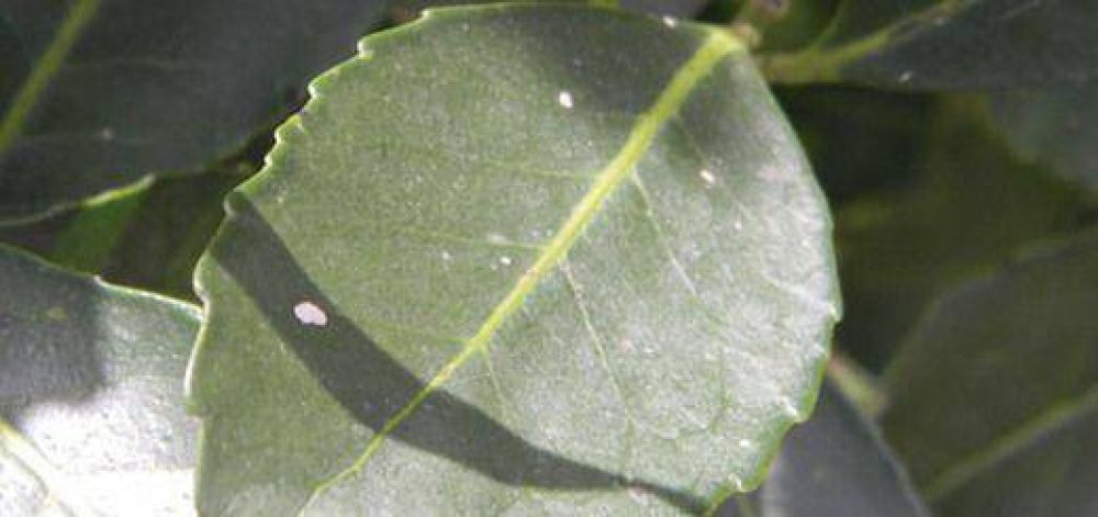 Cient�ficos de la UNaM descubren y caracterizan todos los genes de la yerba mate