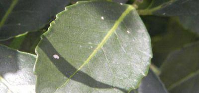 Cient�ficos de la UNaM descubren y caracterizan todos los genes de la yerba mate