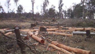 Mar Chiquita es la zona m�s afectada por la deforestaci�n