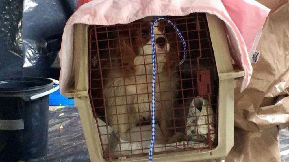 Bentley, el perro sospechado de �bola que no fue ejecutado, da negativo en su primera prueba