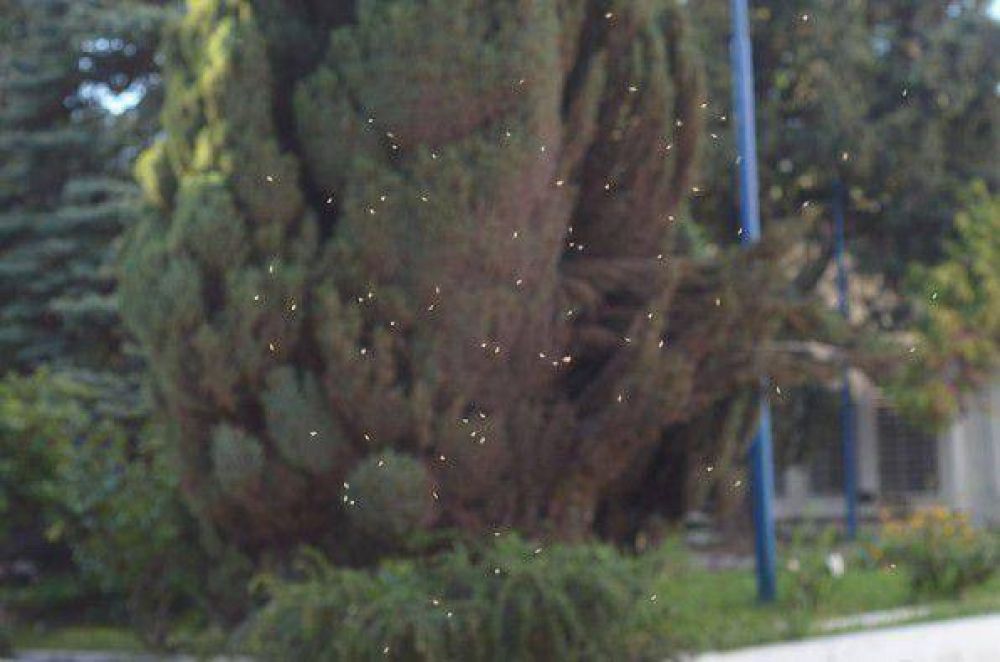 Buscan controlar la proliferaci�n de mosquitos en Neuqu�n