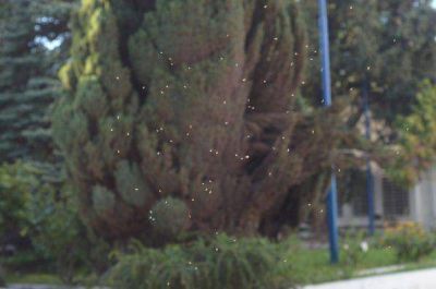 Buscan controlar la proliferaci�n de mosquitos en Neuqu�n