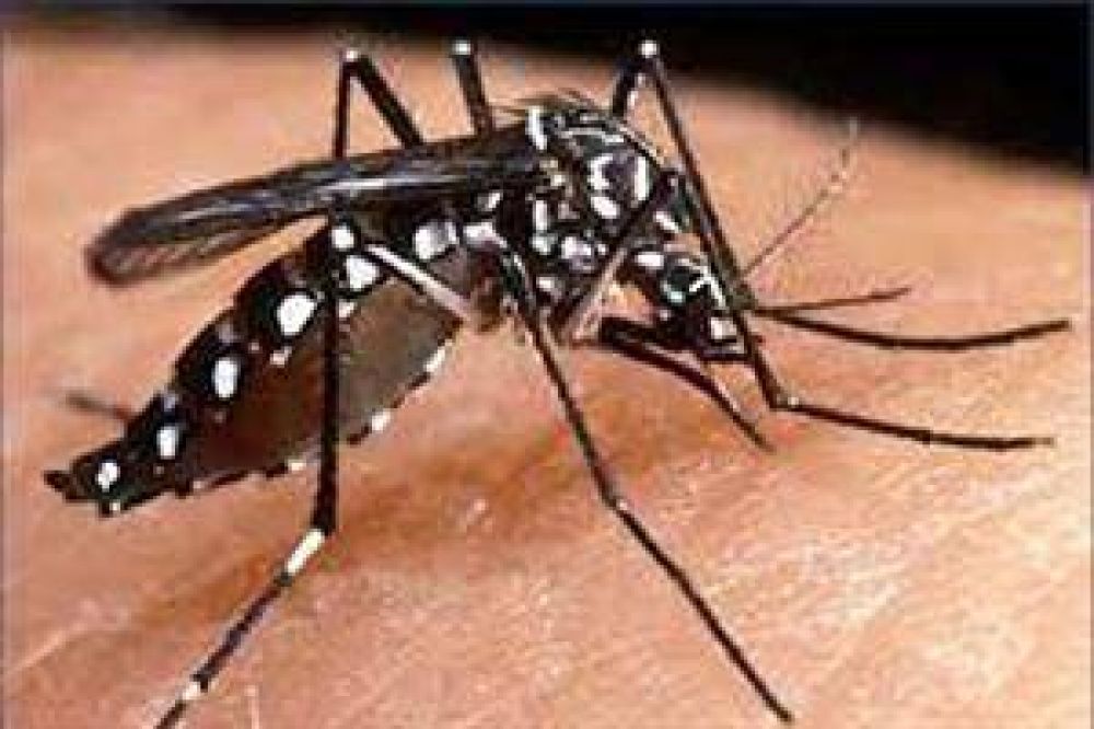 Santa Fe: dos casos confirmados de Chikungunya