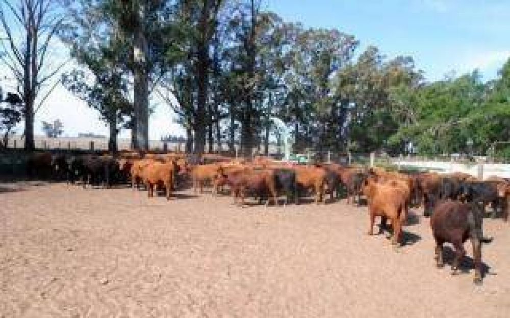 Olavarr�a: Recuperaron 100 vacunos robados en una millonaria estafa