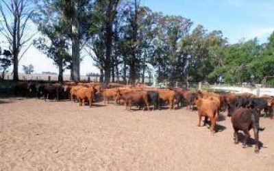 Olavarr�a: Recuperaron 100 vacunos robados en una millonaria estafa