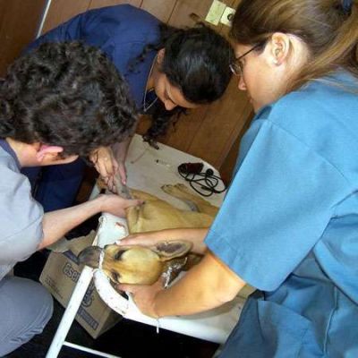Realizan jornada de concientizaci�n y castraci�n de perros y gatos