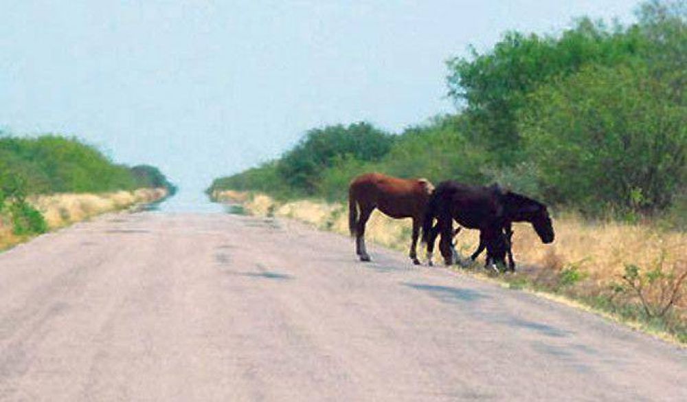 El 10 % de los due�os de animales secuestrados en rutas no los reclama
