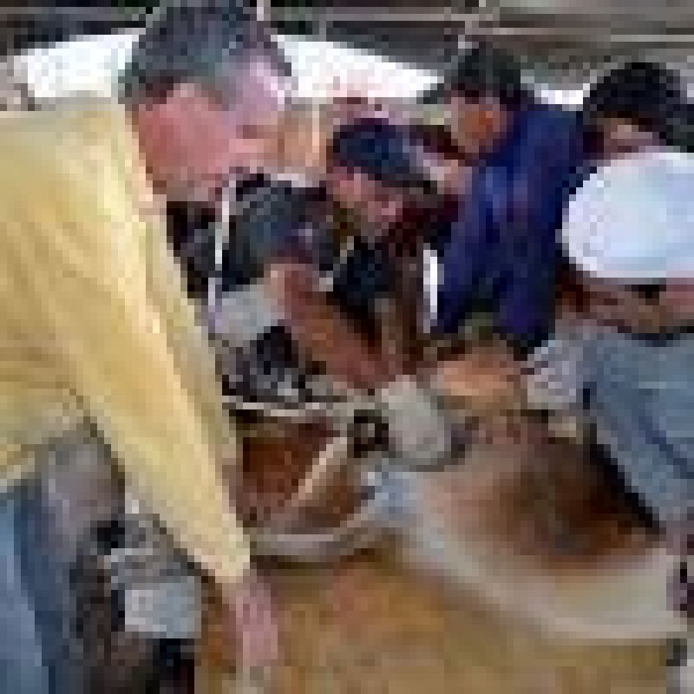Puesteros de La Payunia se unen para esquilar guanacos