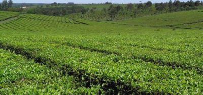 Advierten crecimiento en la concentraci�n de la producci�n tealera