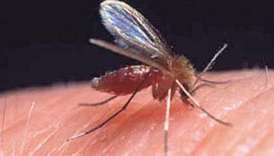 Mosquitos peligrosos: detectan el primer caso aut�ctono de leishmaniasis en C�rdoba