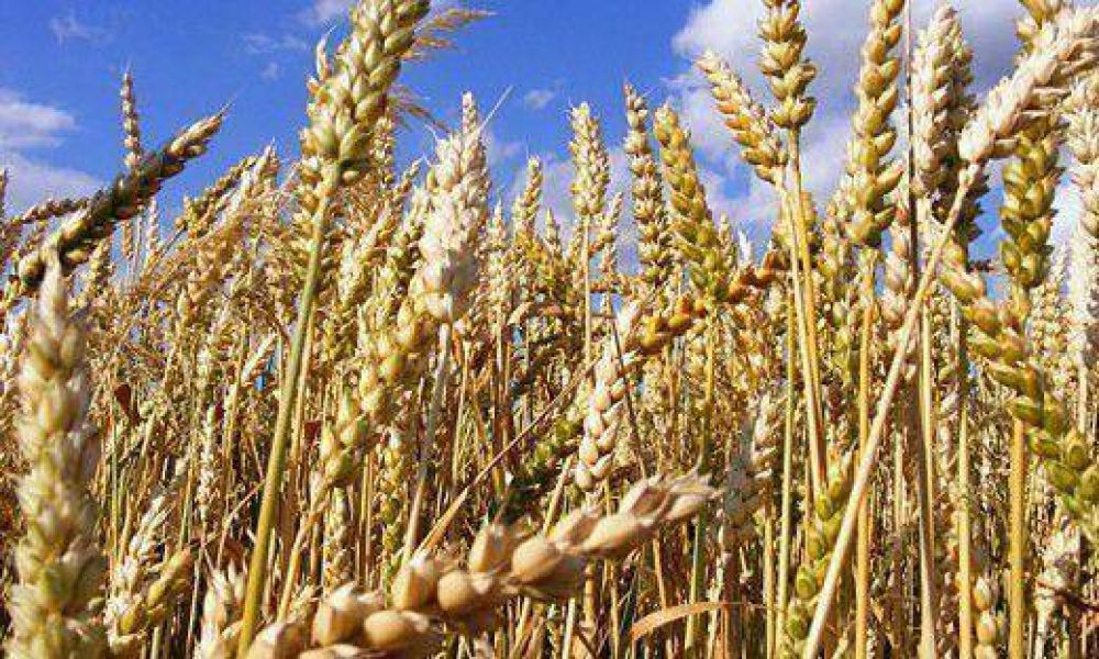 Estiman fuerte incremento en la produccin de trigo en la provincia