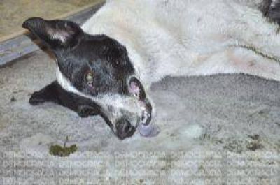 En un repudiable y peligroso acto, envenenaron a tres perros del centro