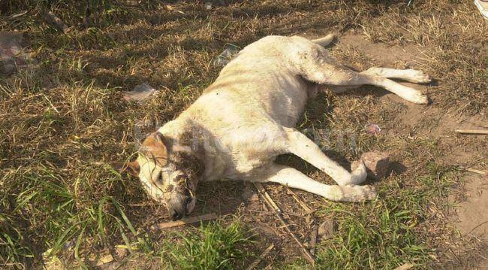 Conmoci�n en Esperanza por envenenamiento de animales