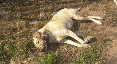 Conmoci�n en Esperanza por envenenamiento de animales