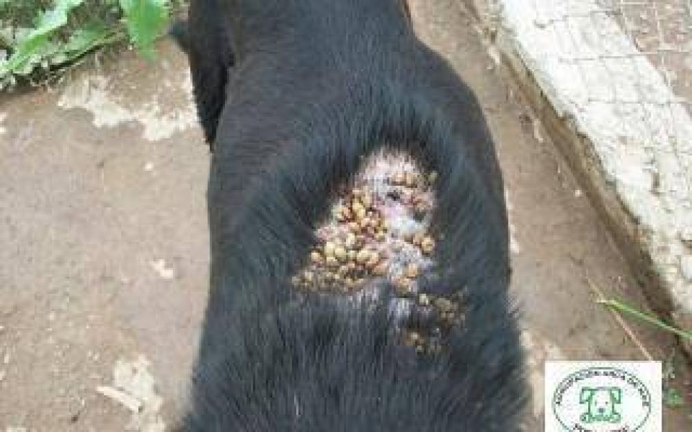 Coronel Pringles: Denuncian estado calamitoso de animales en la perrera municipal