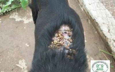 Coronel Pringles: Denuncian estado calamitoso de animales en la perrera municipal