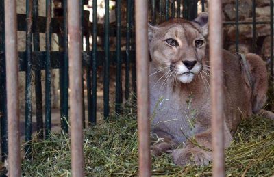 Inusual operativo para buscar un supuesto puma en el Parque