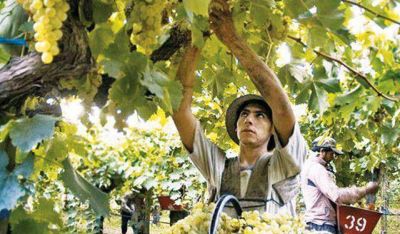 En Ullum doscientas familias est�n sin trabajo