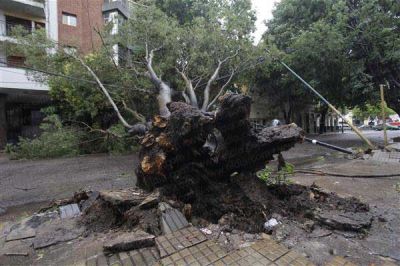 La lluvia volvi� a poner en apuros a la Regi�n: �rboles ca�dos y zonas anegadas