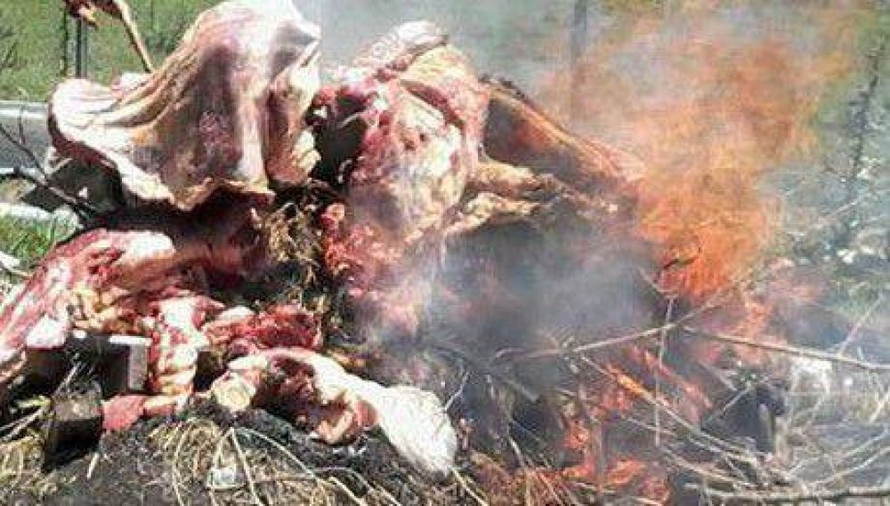 Secuestran de varias carnicer�as 1800 kilos de carne vacuna en mal estado