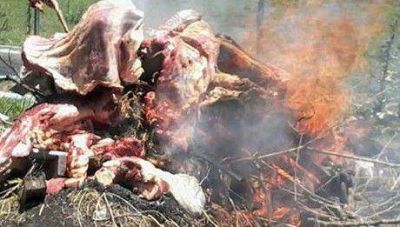 Secuestran de varias carnicer�as 1800 kilos de carne vacuna en mal estado