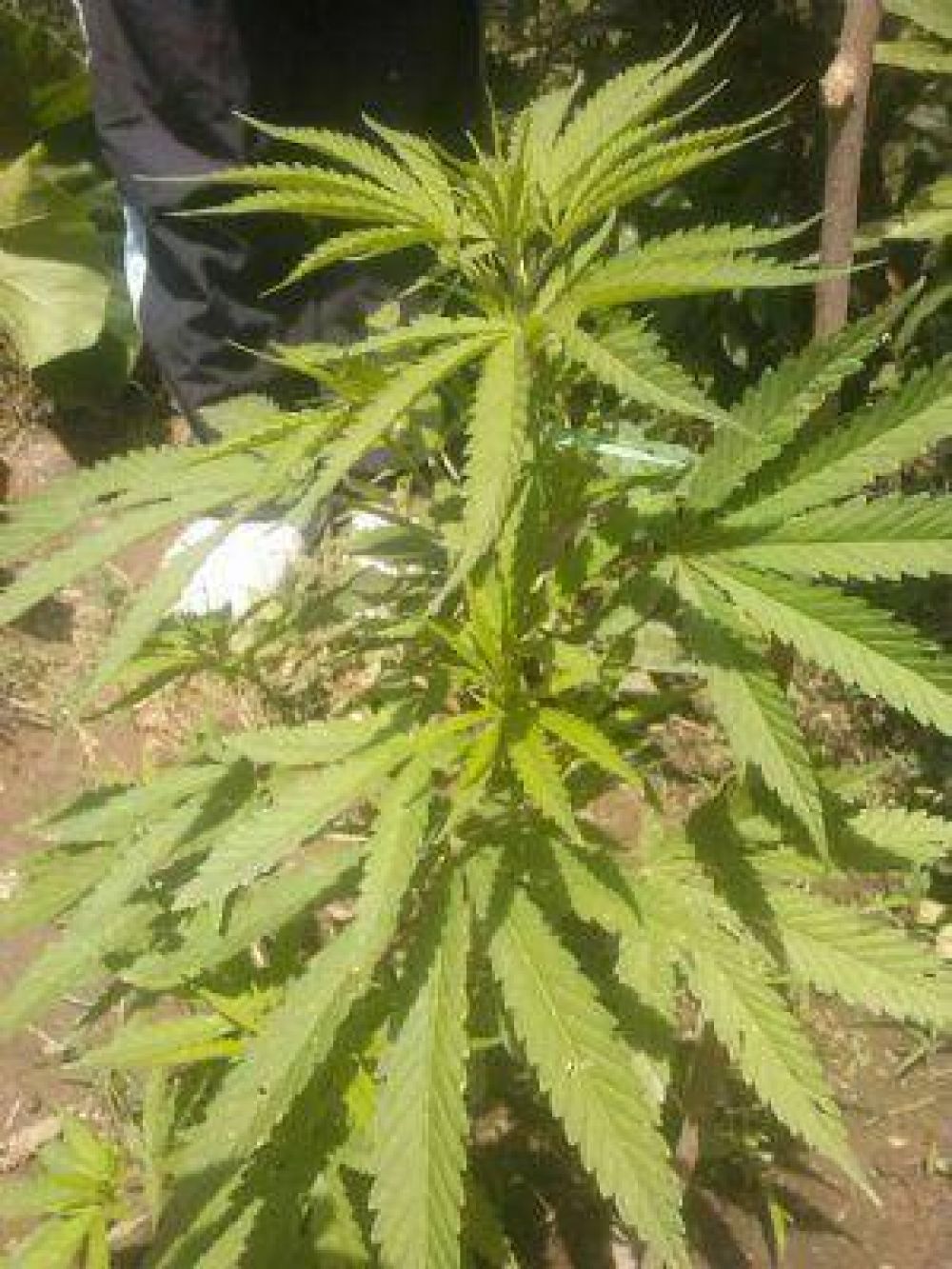 Secuestran 6 plantas de Marihuana en Andalgal�