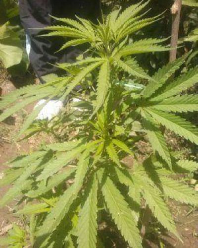 Secuestran 6 plantas de Marihuana en Andalgal�