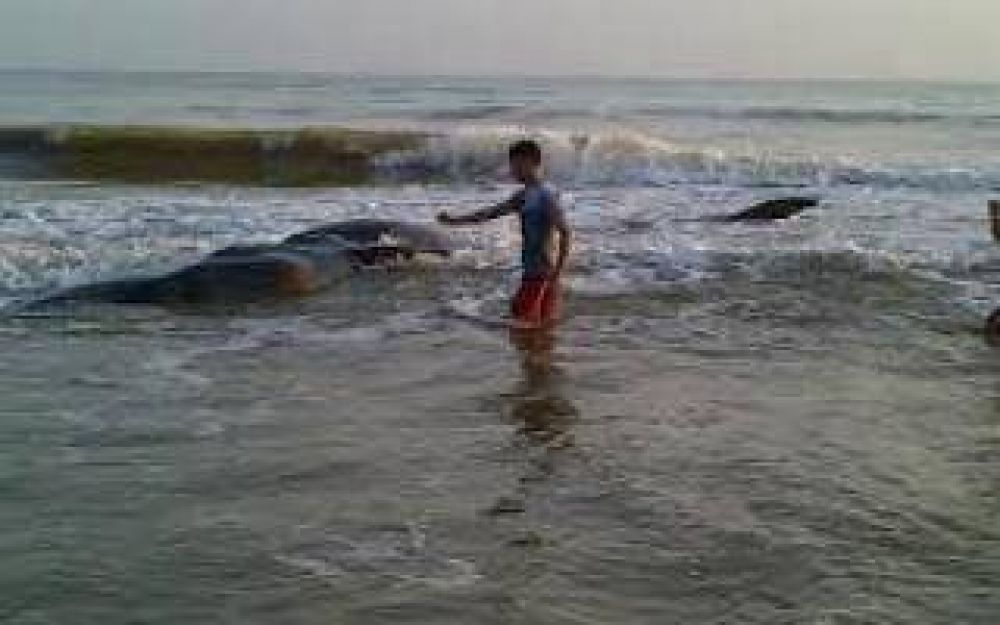Encall� un cachalote en Nueva Atlantis