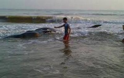 Encall� un cachalote en Nueva Atlantis